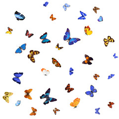 Wall Mural - Many different butterflies, isolated on white background