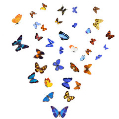 Poster - Many different butterflies, isolated on white background