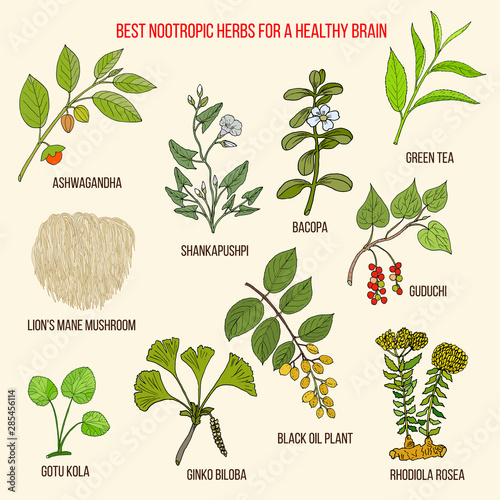 Fotomural Best nootropic medicinal herbs for a healthy brain