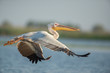 The great white pelican flying. Big white bird enjoying the flight.