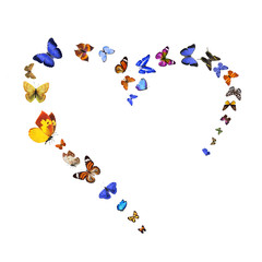 Poster - Many different butterflies, isolated on white background