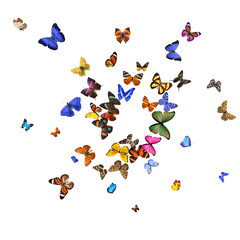 Wall Mural - Many different butterflies, isolated on white background