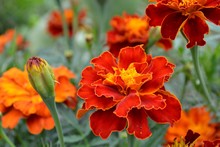 Marigolds (Tagetes) - Genus Of Annual And Perennial Plants Of The Family Aster, Or Asteraceae