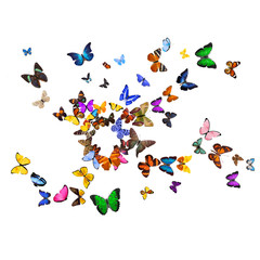 Wall Mural - Many different butterflies, isolated on white background