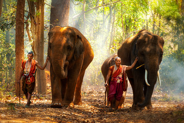 elephant mahout portrait. the kuy (kui) people of thailand. elephant ritual making or wild elephant 