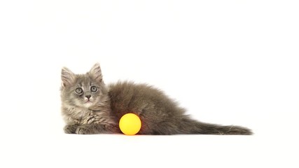 Canvas Print - kitten plays with a ball for kittens on a white screen