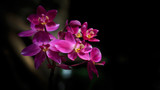 Fototapeta Storczyk - Red orchids on a black background