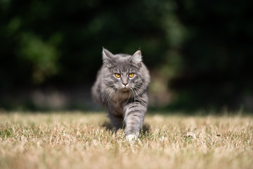 front view of a young blue tabby maine coon cat with white paws walking towards camera on dried up grass outdoors in the garden on a hot summer day in direct sunlight