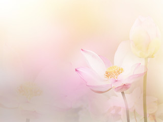 Wall Mural - pink blossom water lily with pastel vintage soft style.