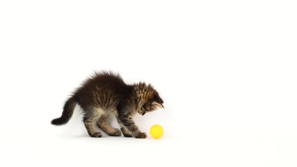 Wall Mural - kitten plays with a ball for kittens on a white screen