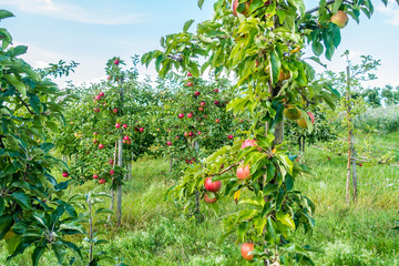 Poster - Reife Äpfel an Apfelbaum in einer Obstplantage