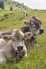 cattle grazing high up in the Allgaeu mountains near Oberstaufen