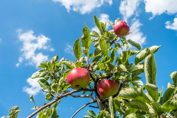 Poster - Reife Äpfel an Apfelbaum in einer Obstplantage