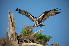 Ospreys Nesting In Cypress Trees.