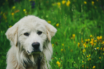 White dog portrait on a green spring meadow 