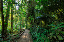 Path Under A Rainforest
