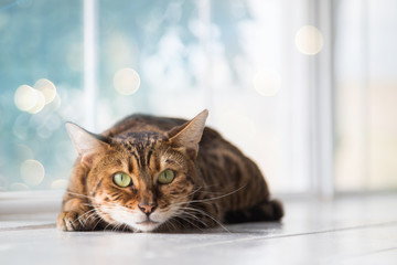 Relaxed domestic cat at home.