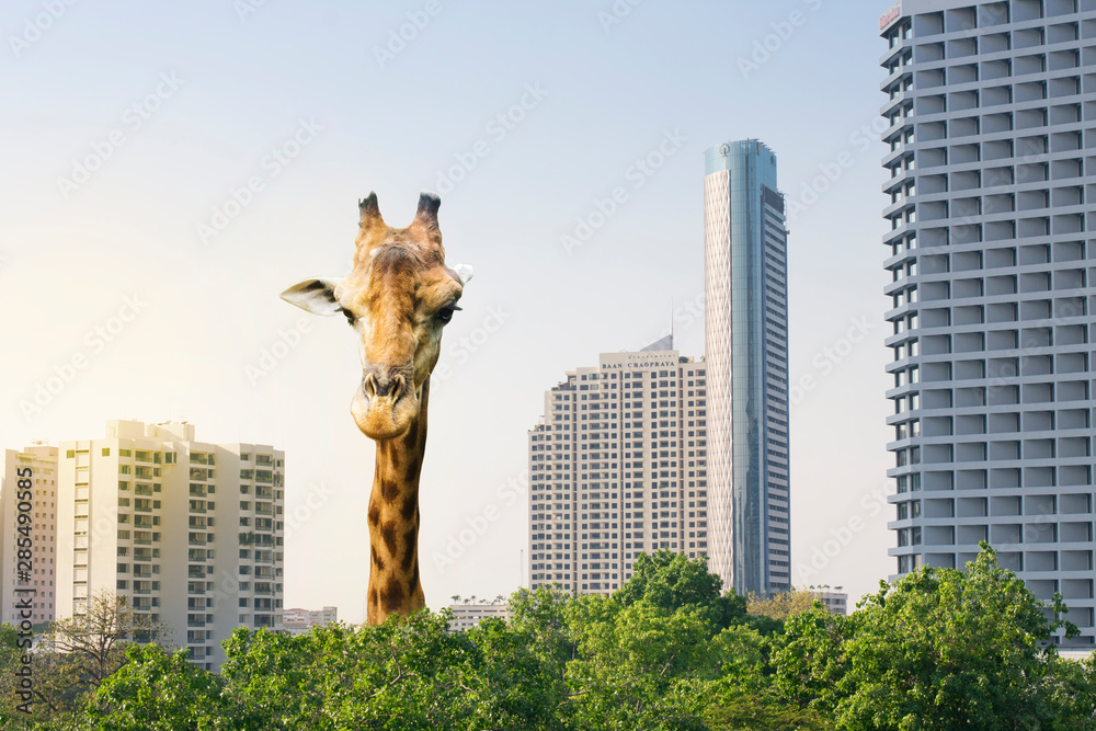A highest giraffe come up from urban area. - obrazy, fototapety, plakaty 
