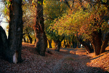 Ground Road And Beautiful Trees In The Autumn Forest,bright Sunlight With Shadows At Sunset