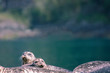 Seals Sunning on the Rocks