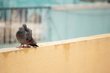 Pigeons Together As Couples In Urban Background