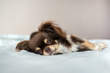 Adorable Chihuahua Dog Lying On A Bed Indoors