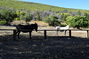 black and white donkeys