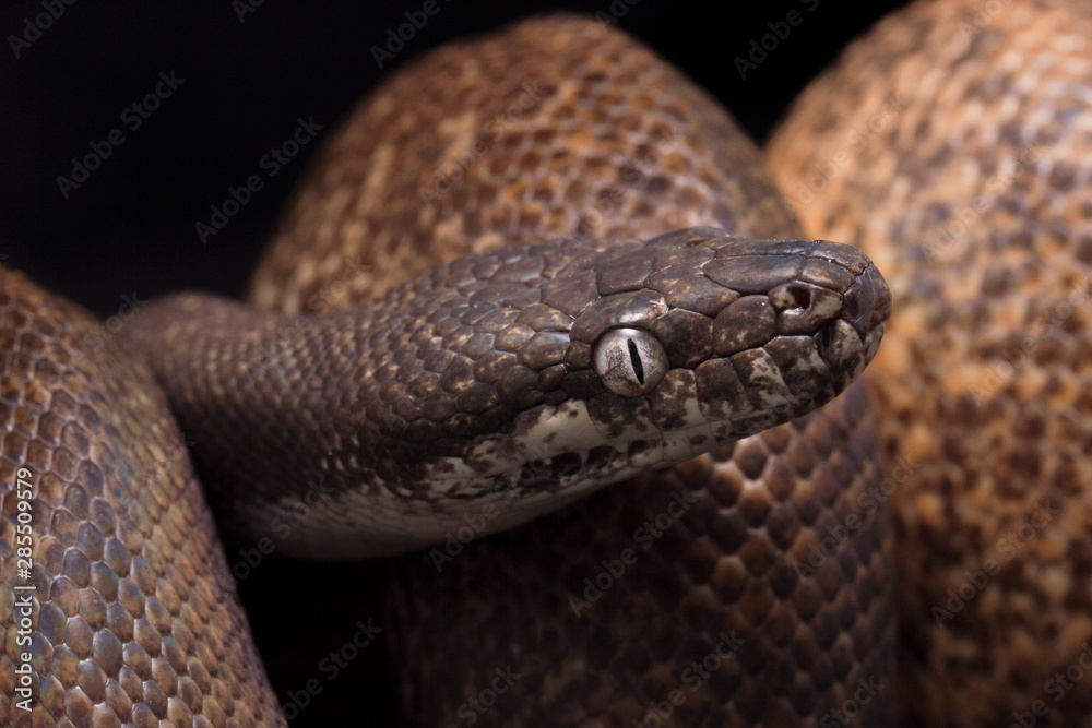 white-eyed python (Liasis mackloti savuensis) is a python species found ...