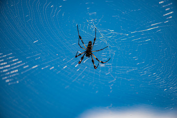 spider on a web