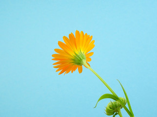 Pot marigold Flower, Calendula officinalis, isolated on a pastel blue background 