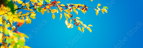 Autumn tree leaves over blue sky background