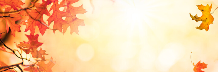 Poster - Autumn leaves over golden sunny bokeh background, multi colored leaves on sunset sky