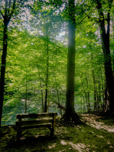 Bench In The Forest