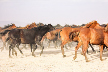 a plain with beautiful horses in sunny summer day in Turkey. Herd of thoroughbred horses. Horse herd run fast in desert dust against dramatic sunset sky. wild horses 