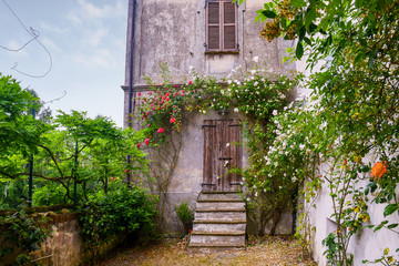 Wall Mural - Exterior of an old abandoned building with climbing plants of roses in summer, Piedmont, Italy