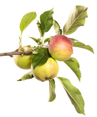 Wall Mural - apple tree branch on an isolated white background with green foliage and fruits