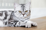 Fototapeta Koty - British Shorthair cat lying and looking at the camera. Portrait of gray tabby cat. Copy space