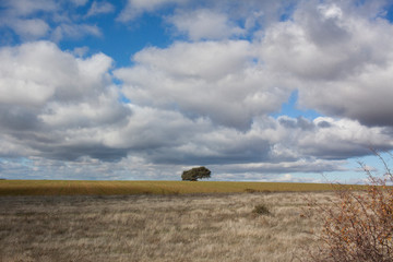 Paisaje rural en el que se ve un árbol solitario al fondo, en el horizonte y con un cielo muy azul lleno de nubes blancas