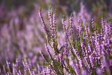 Blooming Wild Purple Common Heather (Calluna Vulgaris). Nature, Floral, Flowers Background.