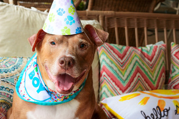 Wall Mural - Birthday Boy Pit Bull Dog 