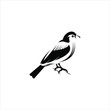 artistic finch bird in flat black color illustration art logo design
