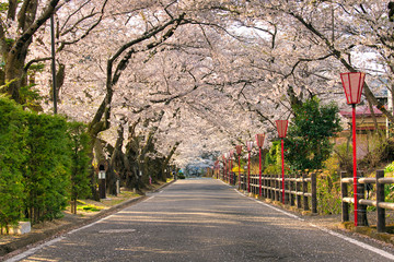 Sticker - Sakurazaka, Sakura tunnel at Dake Onsen, Nihommatsu, Fukushima Japan.