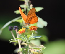 Banded Orange Heliconian Butterfly In Costa Rica