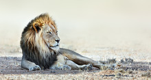 Male Lion Portrait Resting In The Shade Staring Into The Distance. Kgalagadi Park. Panthera Leo