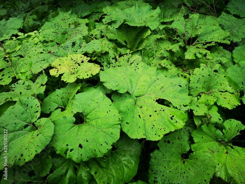 Pestwurz - große Blätter am Bach Tapéta, Fotótapéta