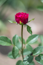 Pink Falstaff Roses