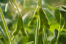 Young Green Pods Of Varietal Soybeans On A Plant Stem In A Soybean Field In The Morning During The Active Growth Of Crops In The Sun. Selective Focus.