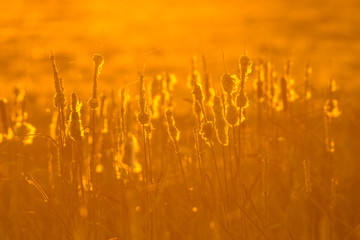 Sticker - Common Bulrush seeding in orange light