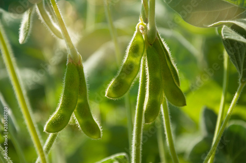 Cuadros en Lienzo Young green pods of varietal soybeans on a plant stem in a soybean field in the morning during the active growth of crops in the sun