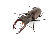 Male Stag Beetle, Lucanus Cervus Isolated On White Background